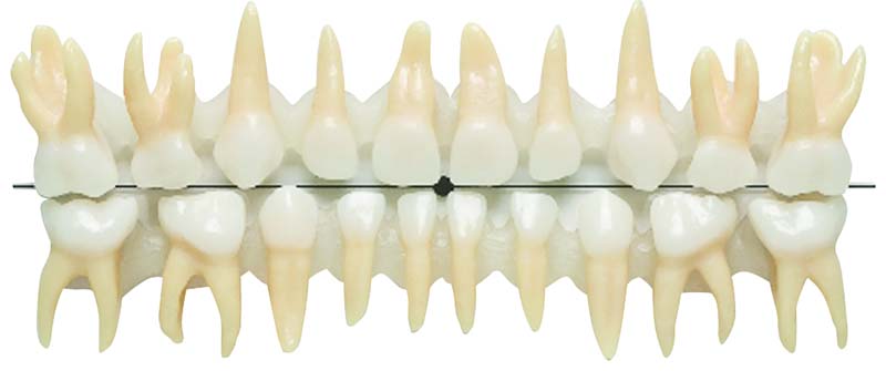 Anatomische Milchzähne  Set  20 Zähne