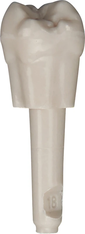 Schnappzahn Modell Molar  Packung  100 Stück Nr. 18