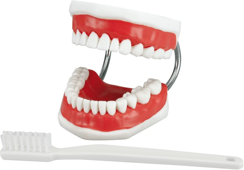 Zahnputzmodell BIG  Stück  mit Zahnbürste