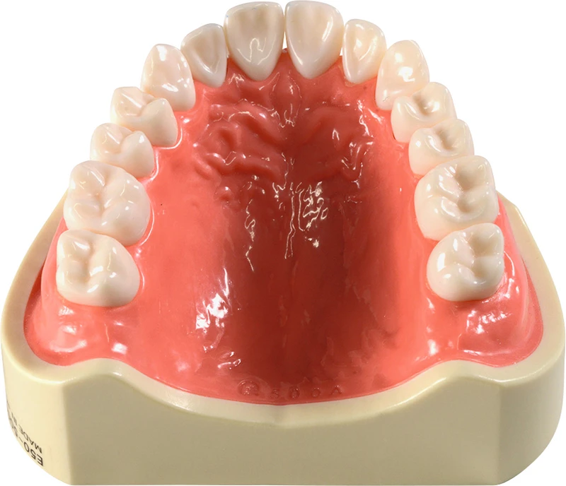 Oberkiefermodell vollbezahnt E50-500AU  Stück  E50H-500AU