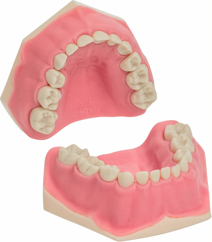 Kinderzahnmodell AK-6\2  Stück  OK\UK inklusive 20 Milchzähnen, 4 Molaren