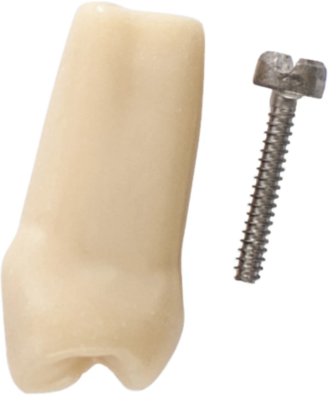 Gnathologe Modellzähne AG-3  Stück  OK-24