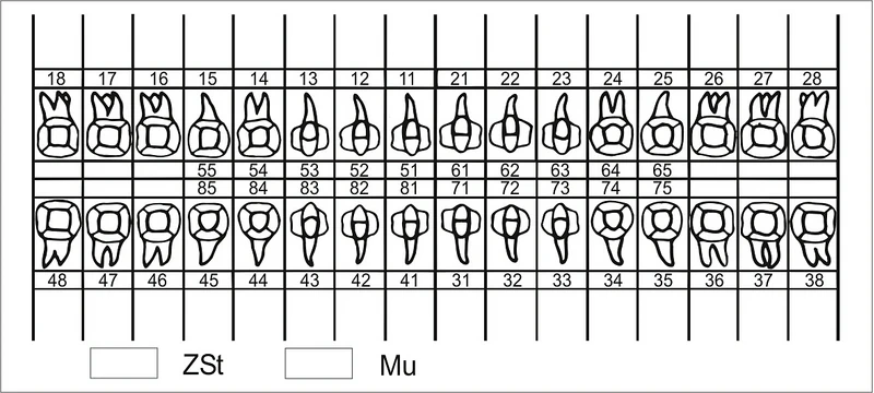 Zahnschema plastisch 056   Packung  240 Stück
