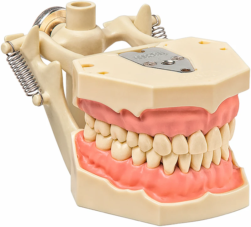 Demonstrationsmodell AG-3 DA  Stück  OK\UK inklusive 32 Zähne, Demo-Artikulator