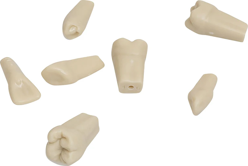 Modellzähne ANA-ZE  Packung  10 Stück Nr. 26