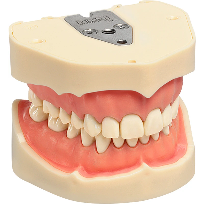 Arbeitsmodell ANA-4 \ ANKA-4  Stück  OK\UK inklusive 28 Zähne