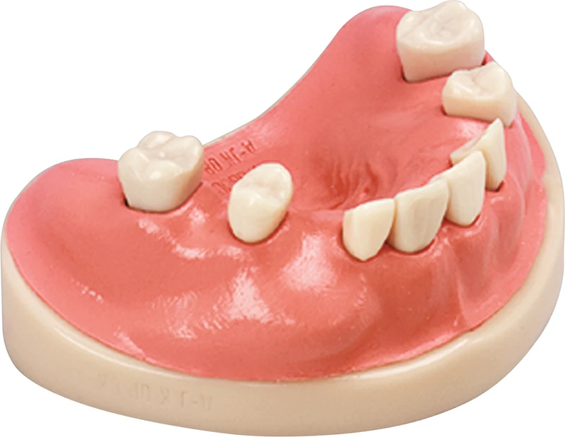 Chirurgie-Trainingsmodell  Stück  OK