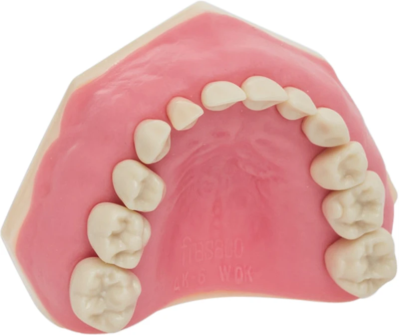 Kinderzahnmodell AK-6  Stück  OK inklusive 10 Zähne