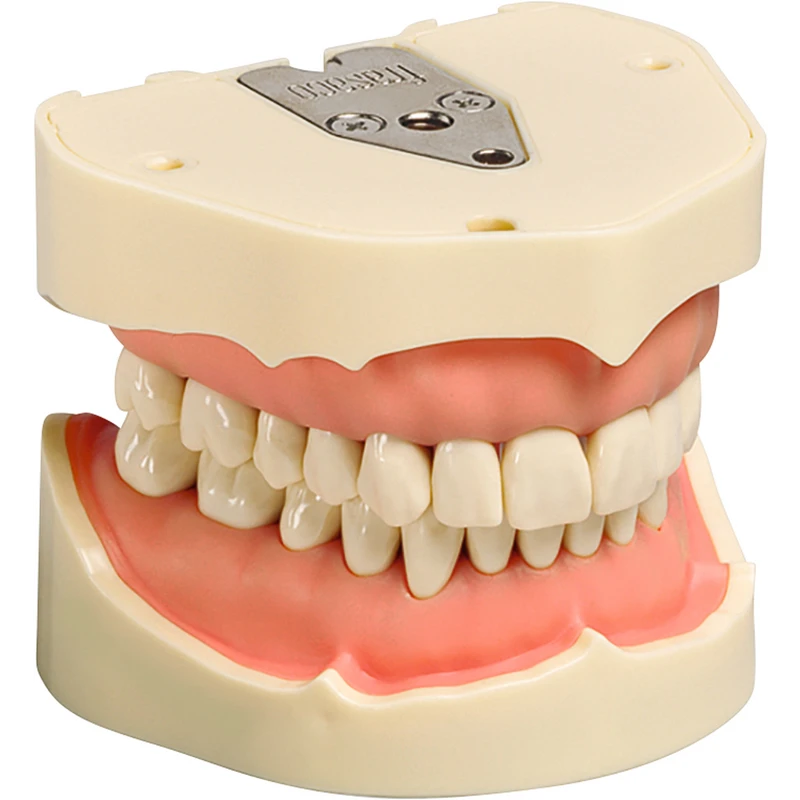 Arbeitsmodell ANA-4 \ ANKA-4   Stück  OK\UK inklusive 28 Klick-Zähne, Kontur Zahnfleischauflagen stark vereinfacht