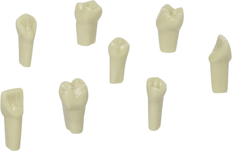 Gnathologe Modellzähne AG-3  Packung  10 Stück OK-11