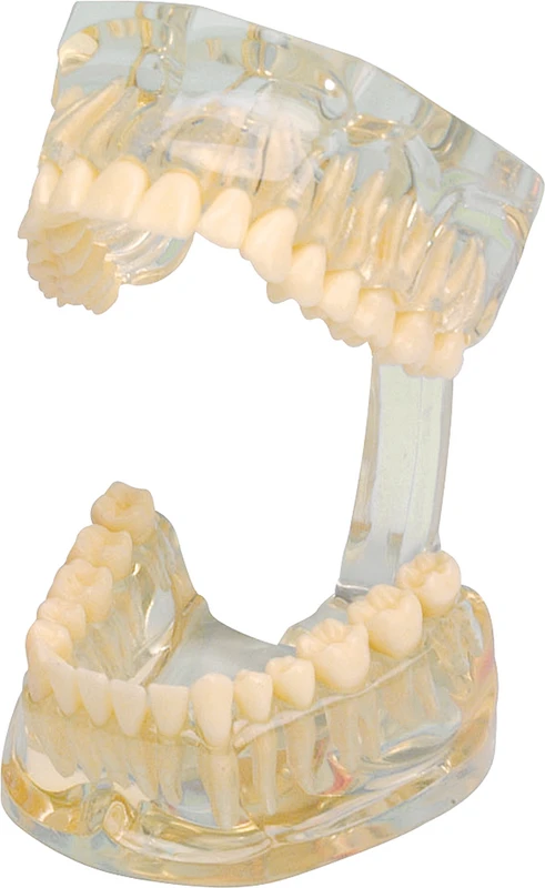 Studienmodell Transparent  Stück  transparent