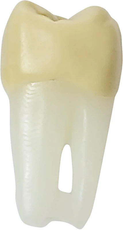 Modellzähne ANA-4 ZPURN  Stück  Nr. 26