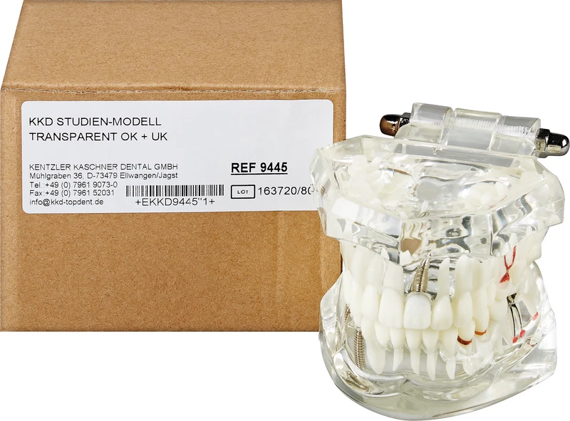 Studienmodell  Stück  transparent OK\UK