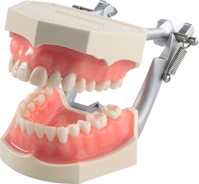 Funktionsmodell mit anatomischen Zähnen i2D-400C  Stück