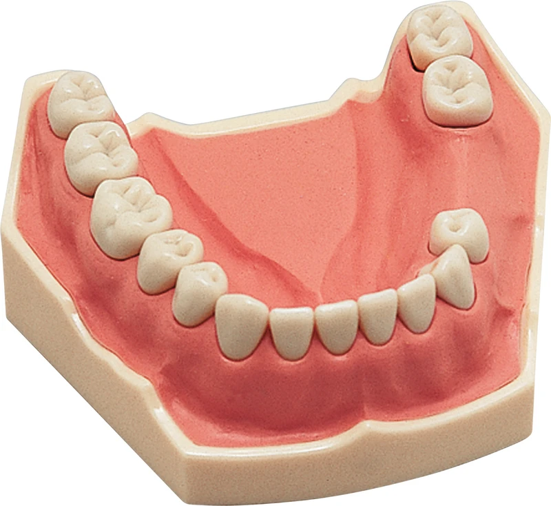 Arbeitsmodell AG-3  Stück  UK teilbezahnt (8-7-5-4-3-2-1 | 1-2-3-4-5-7-8)